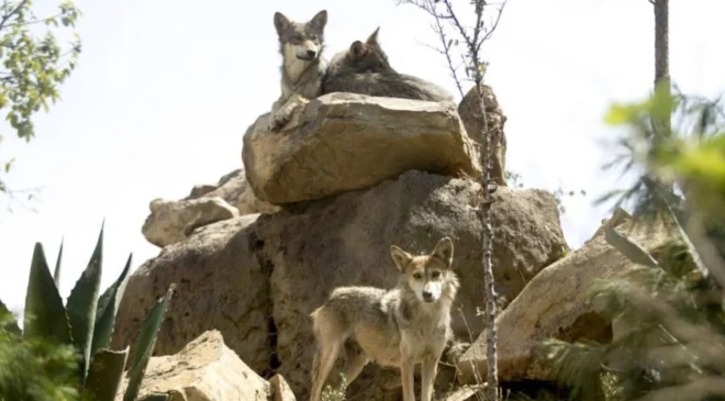 Trump abre la puerta a retirar protección a lobo gris mexicano