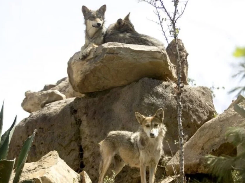 Trump busca retirar protección a lobo gris mexicano. Apenas quedan 317 lobos mexicanos en libertad. Foto: Cuartoscuro