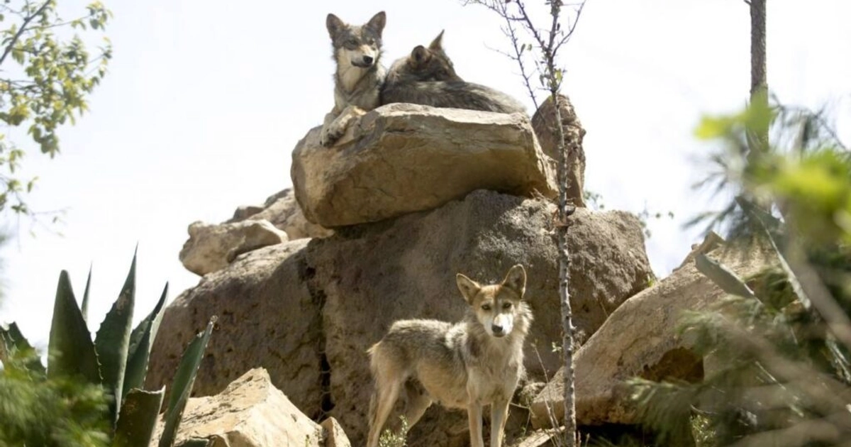 Trump busca retirar protección a lobo gris mexicano. Apenas quedan 317 lobos mexicanos en libertad. Foto: Cuartoscuro