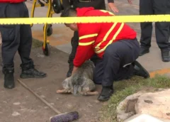Explosión en Coacalco Deja un Perro Quemado, Lesionados y un Puesto de Dulces Destruído – N+