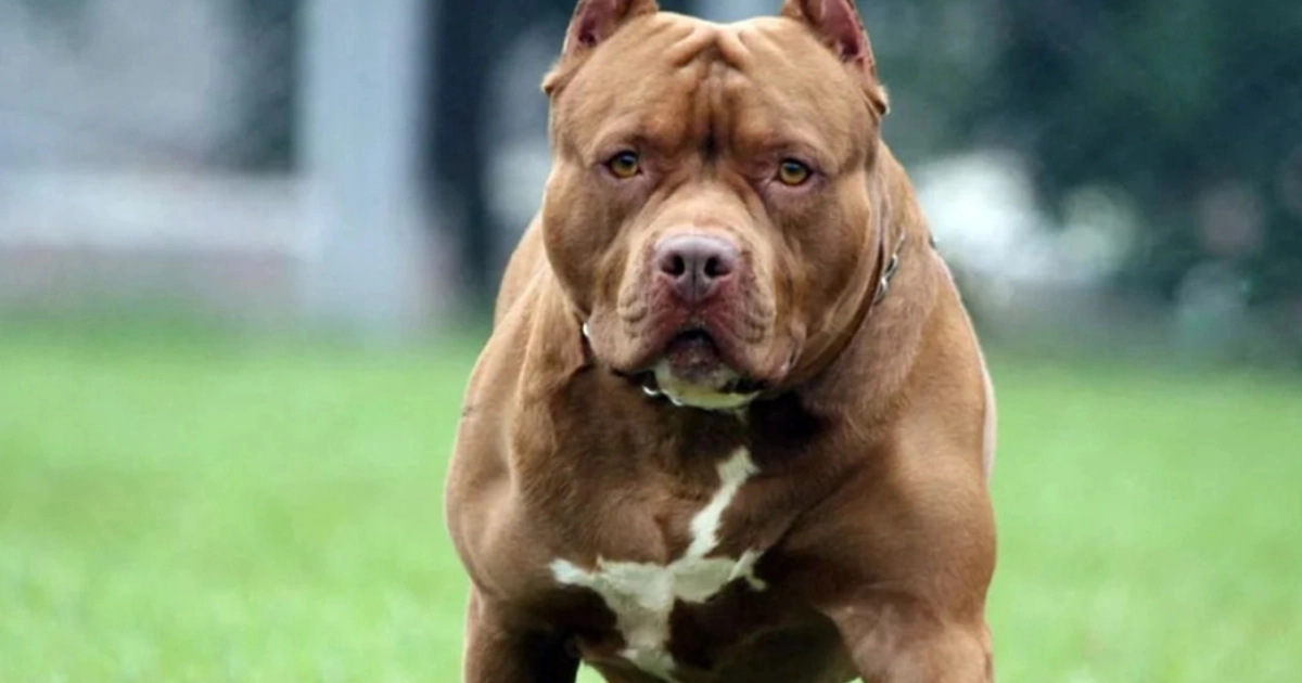 Ilustración de perro pitbull