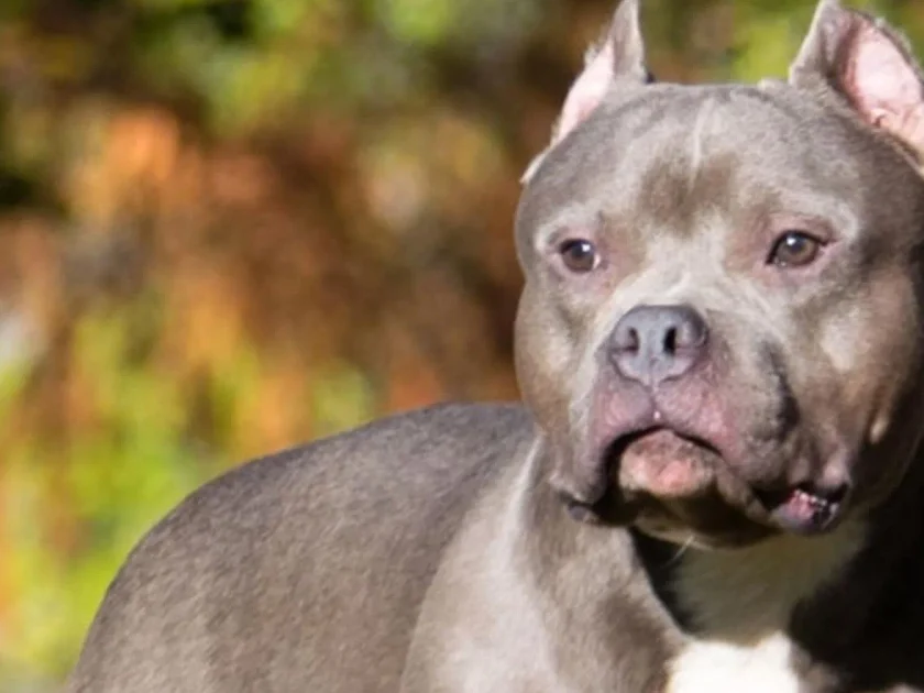 Niño de cuatro años pierde la vida tras ser atacado por un perro en Estados Unidos