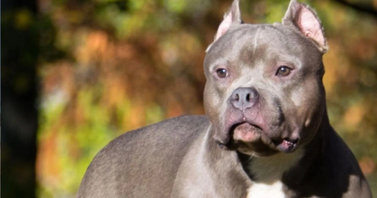 Niño de cuatro años pierde la vida tras ser atacado por un perro en Estados Unidos