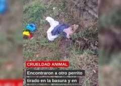 Crueldad animal: encontraron a otro perrito tirado en la basura en pésimas condiciones (VIDEO)
