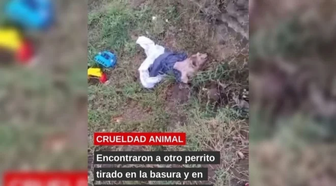 Crueldad animal: encontraron a otro perrito tirado en la basura en pésimas condiciones (VIDEO)