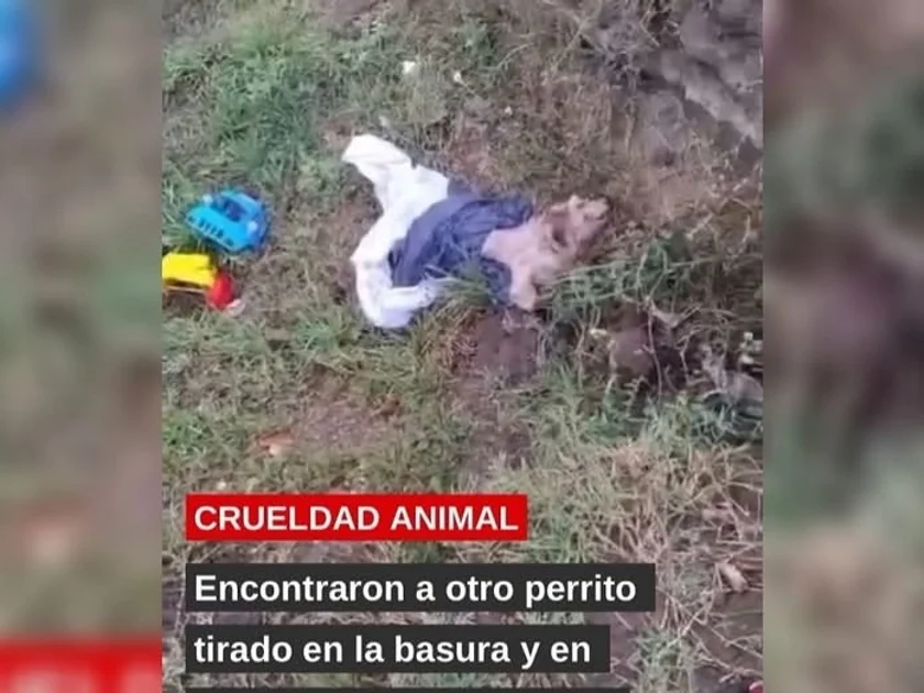 Imagen ilustrativa de la nota sobre crueldad animal