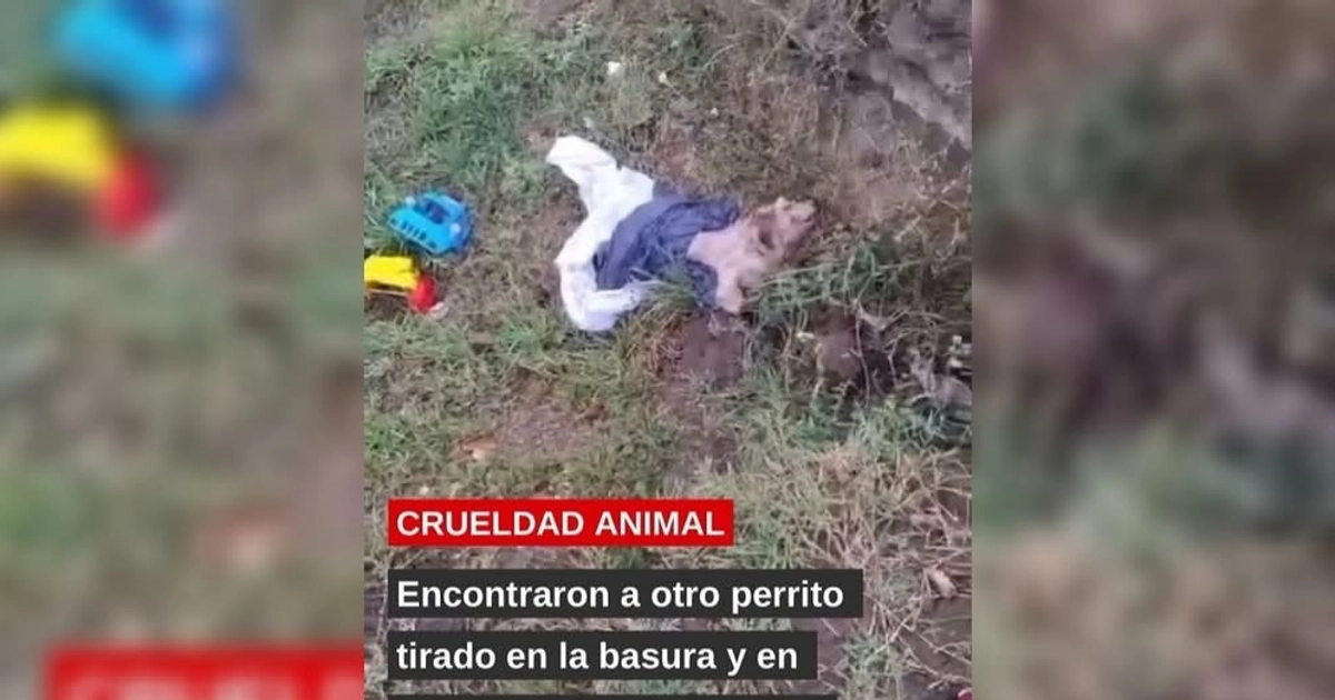 Imagen ilustrativa de la nota sobre crueldad animal