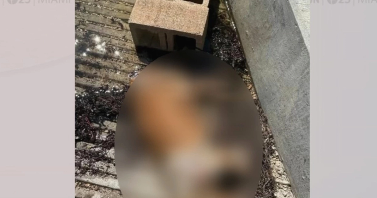 Un perro es hallado muerto, atado a dos bloques de cemento y sumergido en el agua en Coconut Grove