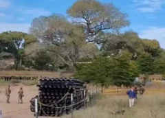 Patrulla Fronteriza derriba árbol de 250 años para avanzar con muro entre Sonora y Arizona. Foto: Especial