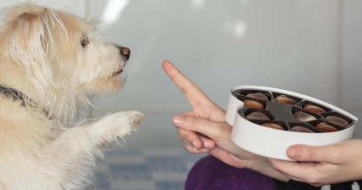 Una chocolatina puede convertirse en un problema serio para un perro