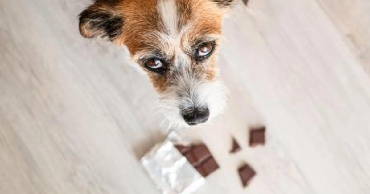 El chocolate puede producirle una intoxicación grave