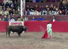Juez permitió que se realizara la corrida de toros; protectores de animales aseguran que se infringió la ley