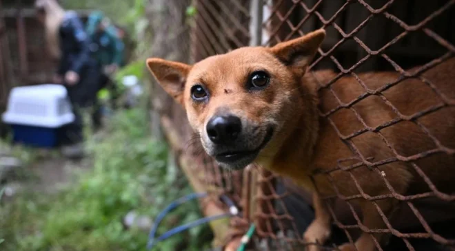 Corea del Sur está a meses de prohibir definitivamente la carne de perro. Pero el destino de casi 400.000 animales revela la cara más amarga de una victoria histórica.