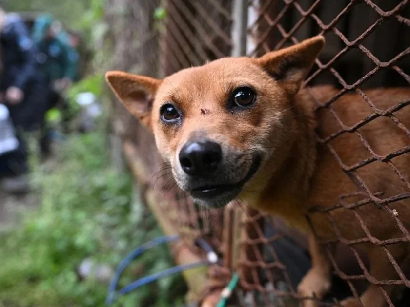 © Meredith Lee / Humane World for Animals.