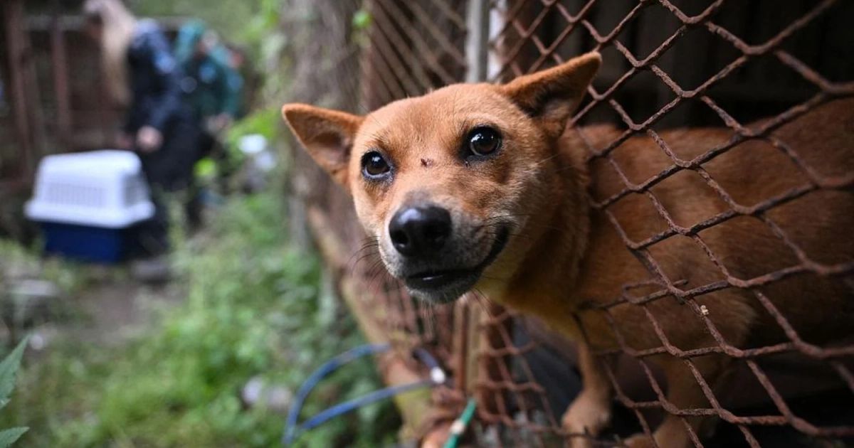© Meredith Lee / Humane World for Animals.