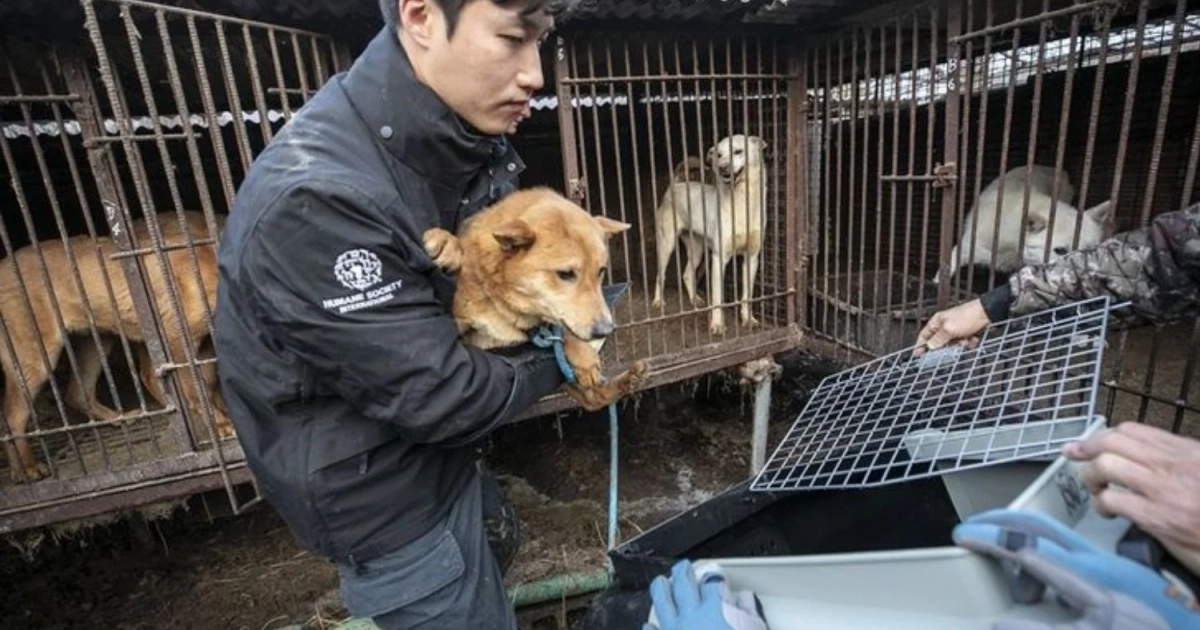 © Humane Society International Korea.