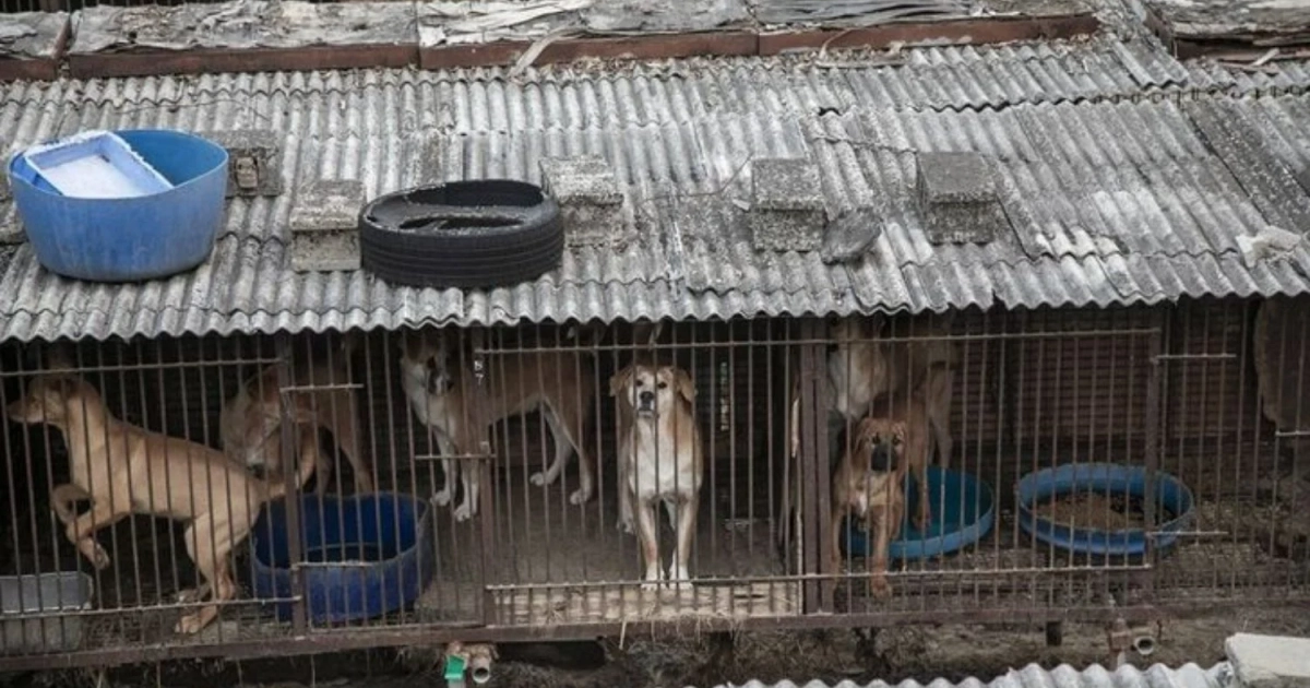 © Humane Society International Korea.