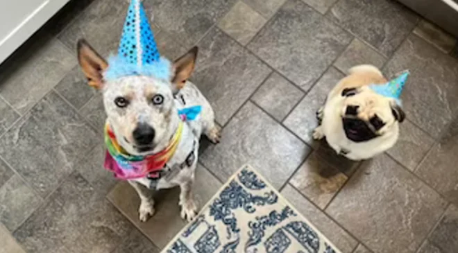 Mexicanos gastan más en comida para mascotas que en pañales, revela estudio