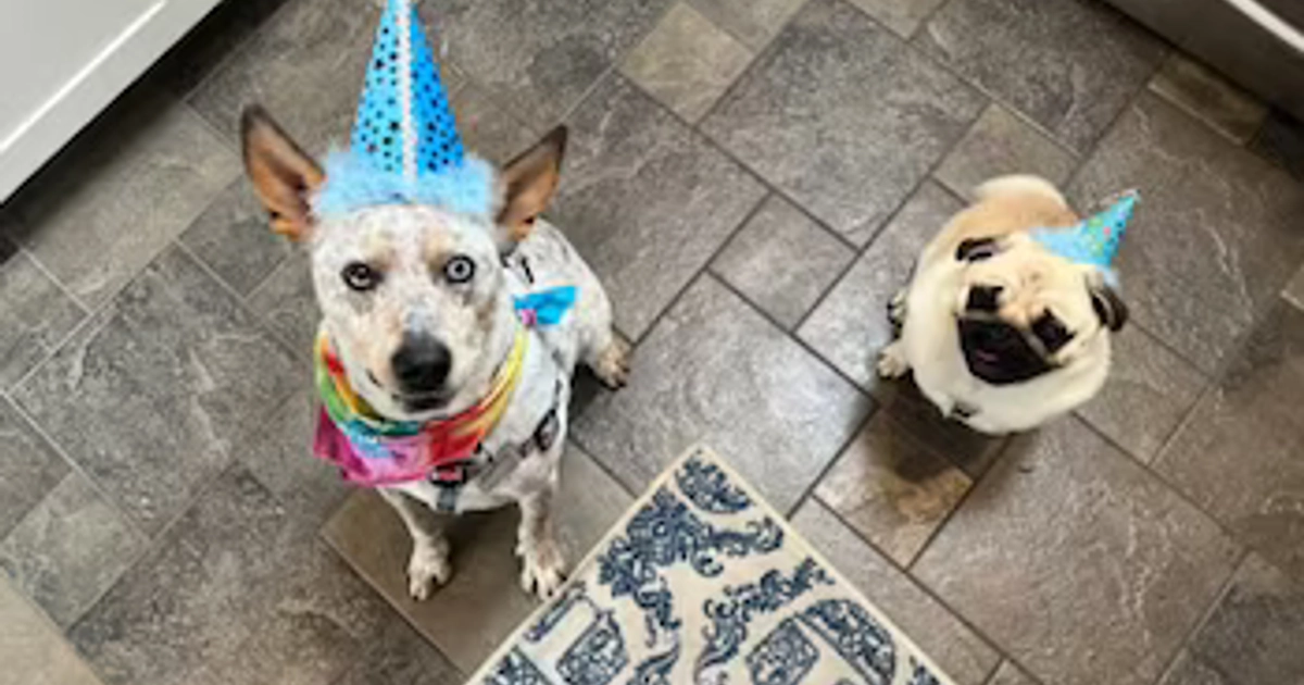El estudio indica que las mascotas tienen prioridad sobre los bebés.