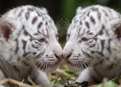 Nacen dos tigres blancos por inseminación artificial en África BioZoo de Veracruz, reciben cuidados para sobrevivir