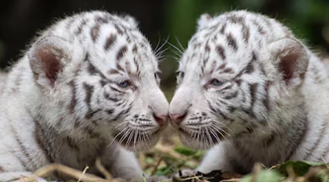 Nacen dos tigres blancos por inseminación artificial en África BioZoo de Veracruz, reciben cuidados para sobrevivir