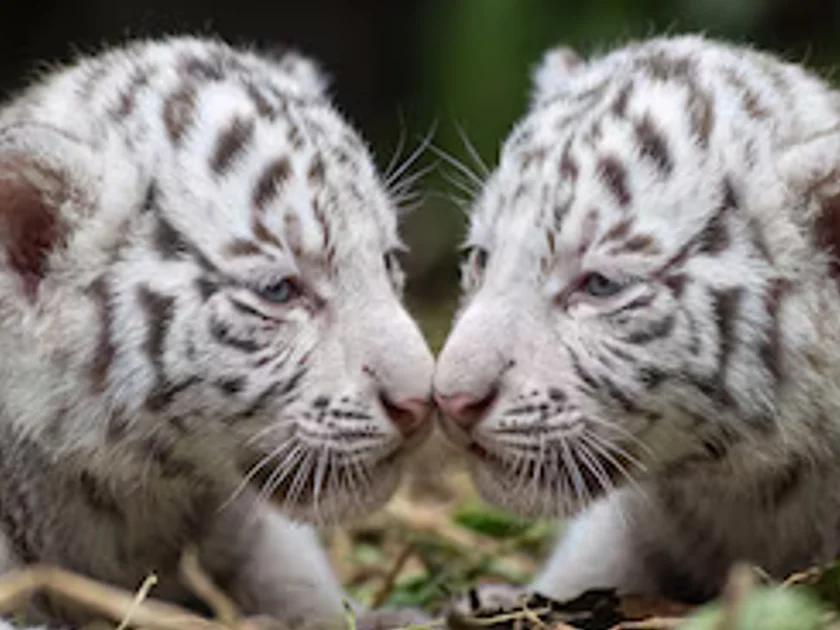 Primer plano de dos cachorros de tigre blanco enfrentados con los hocicos juntos sobre hojas y tierra.