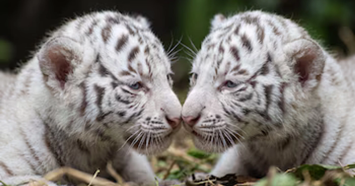 Primer plano de dos cachorros de tigre blanco enfrentados con los hocicos juntos sobre hojas y tierra.