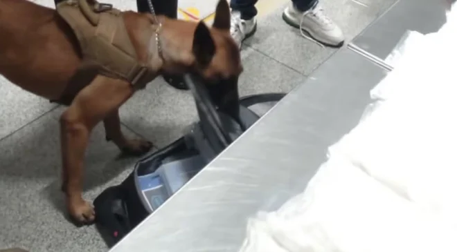 Caen tres en el AICM que pretendían traficar droga a España y Corea del Sur; decomisan 47 kilos de cocaína y metanfetamina