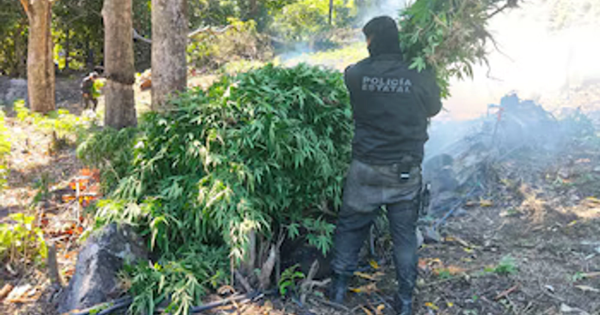 Encuentran y destruyen casi 100 mil plantas de mariguana en Tequila, Jalisco. Especial