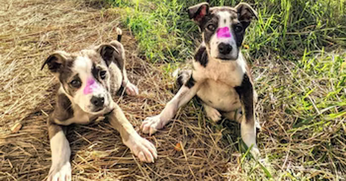 La población canina de la ciudad de Chernóbil mostró mayor afinidad genética con ejemplares de las islas Galápagos que con el grupo que vive junto al reactor