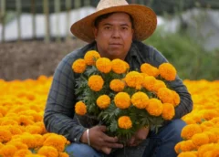 Pese a lluvias y granizadas, la temporada de cempasúchil ha sido favorable; productor reporta buenas ventas