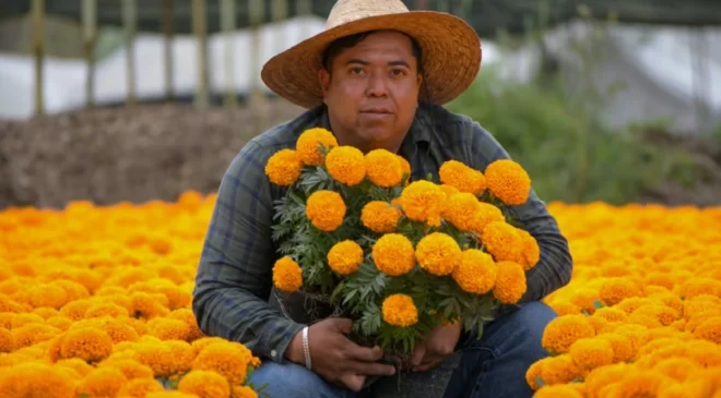 Pese a lluvias y granizadas, la temporada de cempasúchil ha sido favorable; productor reporta buenas ventas
