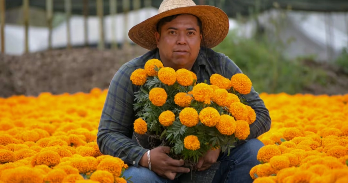 Productor reporta buena temporada de ventas de flores de cempasúchil. Foto: Santiago Cadena / EL UNIVERSAL
