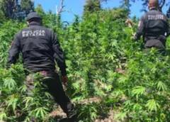 Encuentran y destruyen casi 100 mil plantas de mariguana en Tequila, Jalisco