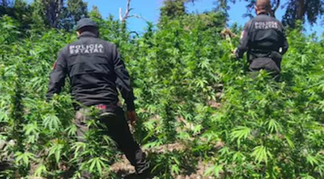 Encuentran y destruyen casi 100 mil plantas de mariguana en Tequila, Jalisco
