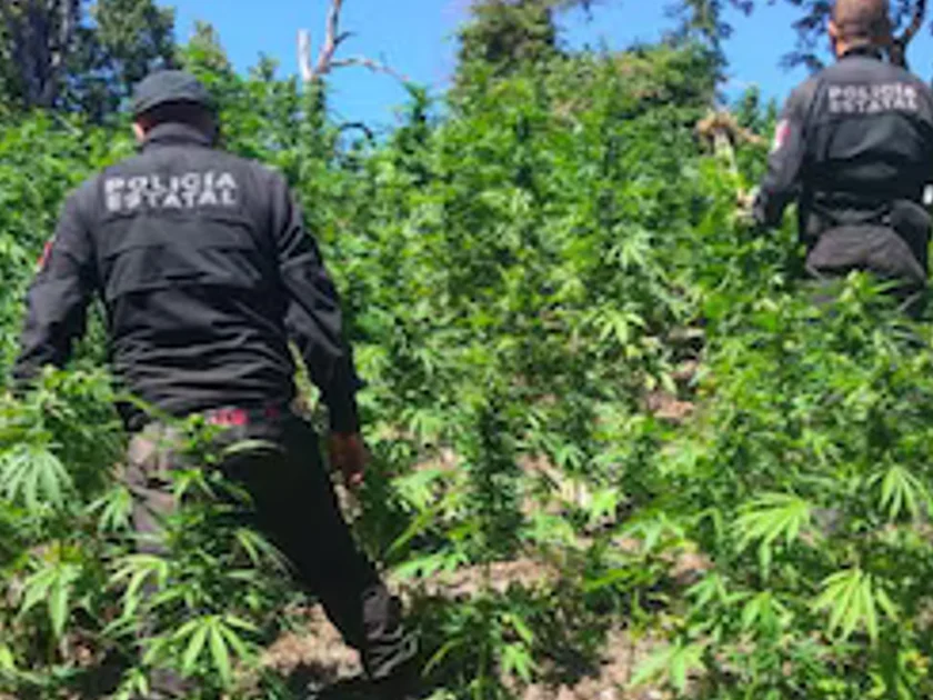 Encuentran y destruyen casi 100 mil plantas de mariguana en Tequila, Jalisco. Especial
