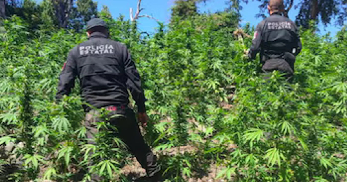 Encuentran y destruyen casi 100 mil plantas de mariguana en Tequila, Jalisco. Especial