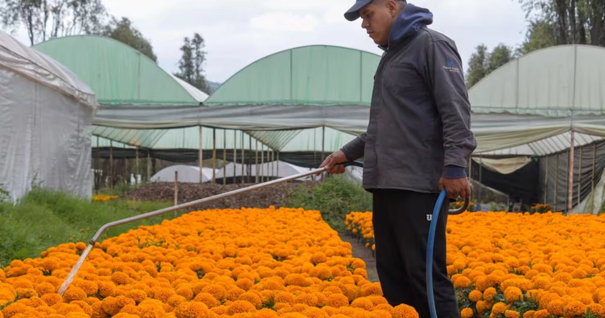 Productor reporta buena temporada de ventas de flores de cempasúchil. Foto: Santiago Cadena / EL UNIVERSAL