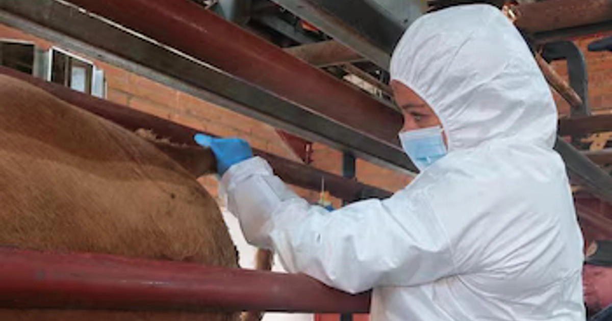 La restricción incluye carne de ave, huevo fértil y pollitos de hasta tres días de edad. (Senasica )