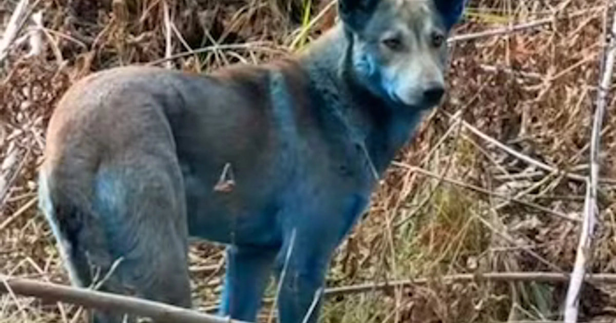 El reporte de perros con pelaje azul en la zona de exclusión se debió al contacto con sustancias de un sanitario volcado y no a los efectos de la radiación.