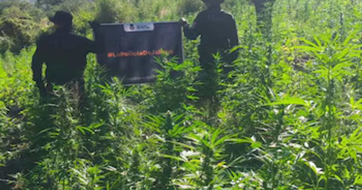 Encuentran y destruyen casi 100 mil plantas de mariguana en Tequila, Jalisco. Especial