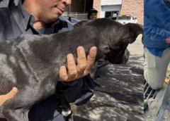 Sobrevivió 5 días atrapado en una alcantarilla: así fue el milagroso rescate de este perrito