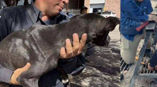 Sobrevivió 5 días atrapado en una alcantarilla: así fue el milagroso rescate de este perrito