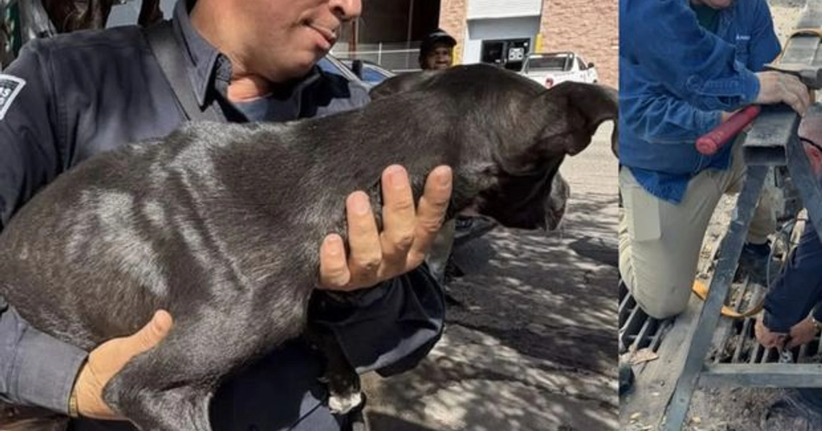 Rescatan a Perro Atrapado Durante 5 Días en una Alcantarilla de Hermosillo