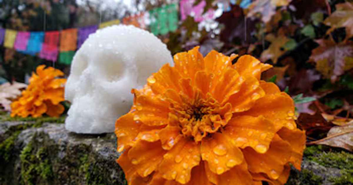 Una flor de cempasúchil naranja con gotas de agua junto a una calavera de azúcar blanca, papel picado y follaje húmedo.