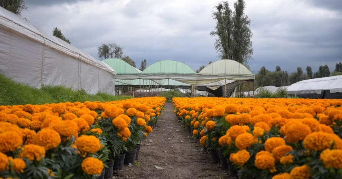 Productor reporta buena temporada de ventas de flores de cempasúchil. Foto: Santiago Cadena / EL UNIVERSAL