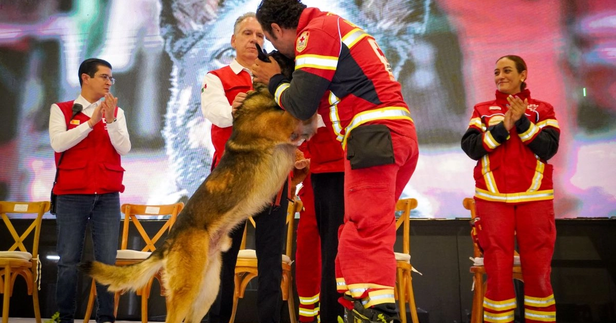 Cruz Roja jubila a Rex, perro rescatista que participó en misión en Turquía