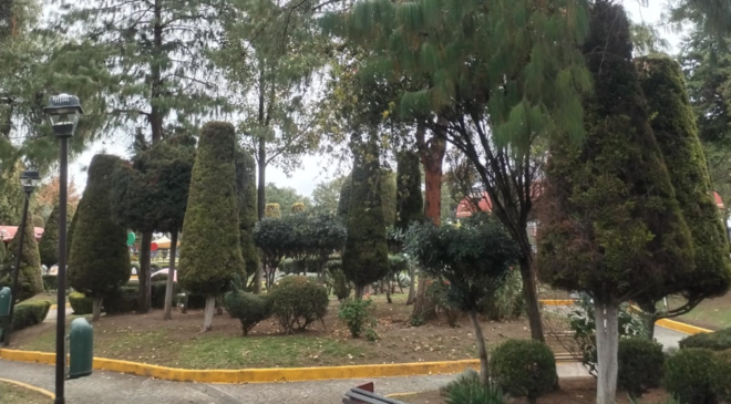 Descubre estudiante de la UAEH qué tipo de árboles mitigan mejor las altas temperaturas