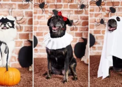 ¿Disfrazar a las mascotas en Halloween es maltrato animal? Esto debe saber