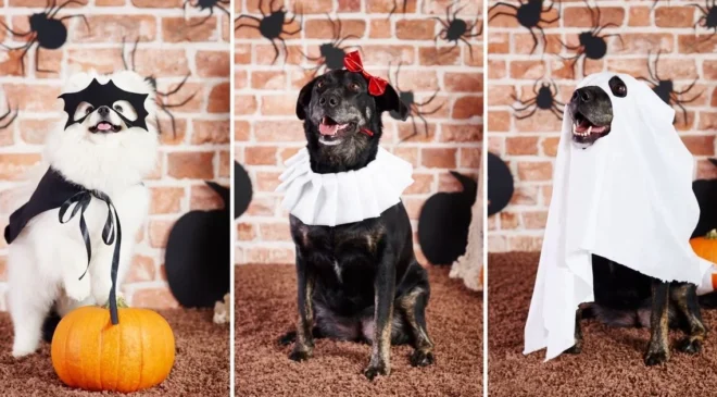Disfrazar A Las Mascotas En Halloween Es Maltrato Animal Esto Debe Saber